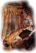 Caverna de Las Brujas - espeleotema