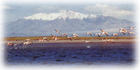 Laguna de Llancanelo - Malargüe (Malargue) - Mendoza - Argentina